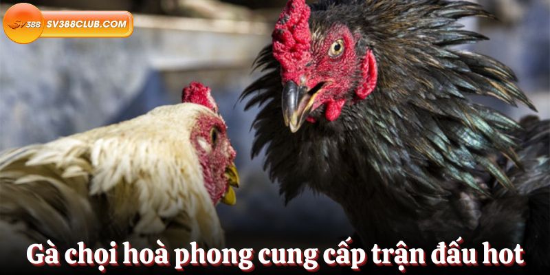 Các thị trường chính và loại hình cá cược 11Bet - 11Bet